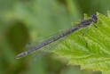 Coenagrion lunulatum female-2.jpg